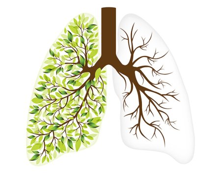 Растения легкие планеты