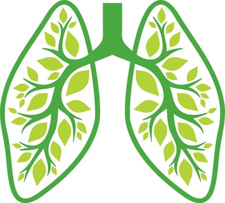 Лес легкие нашей планеты