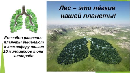 Детский рисунок лес