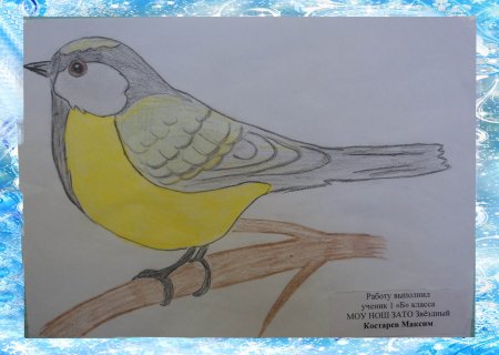 Рисование птички синички