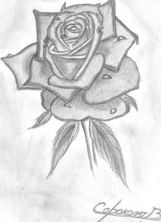 Фрукты для срисовки карандашом