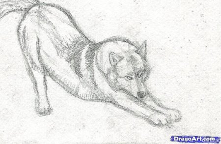 Рисунки Волков простым карандашом