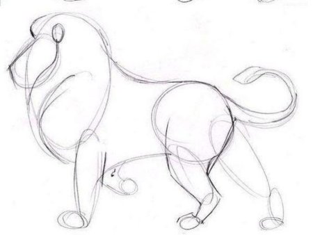 Лев рисунок карандашом поэтапно