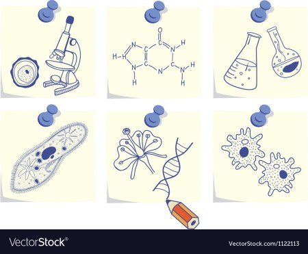Рисование по биологии