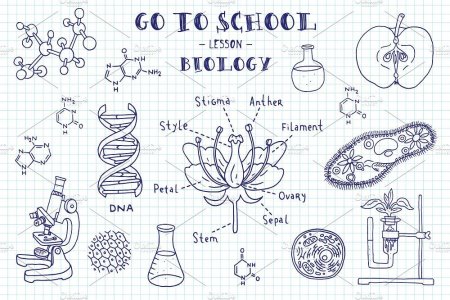Рисование по биологии на тетради