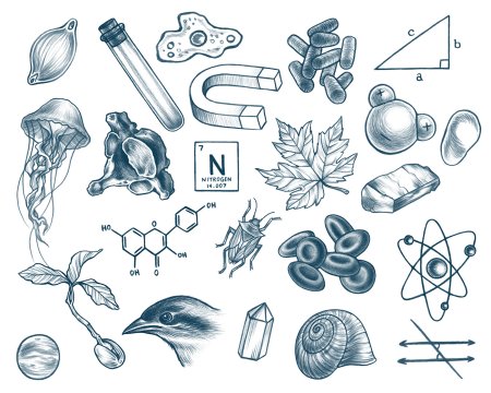 Биологические иллюстрации