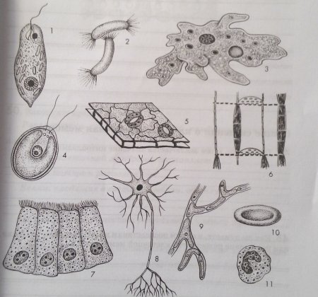 Форма клеток тела животных