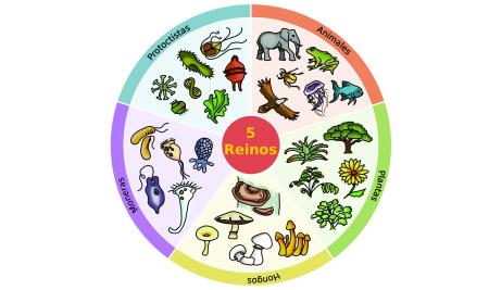 Биология рисунки