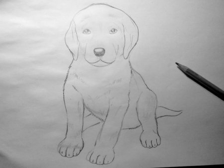 Пошаговое рисование белки