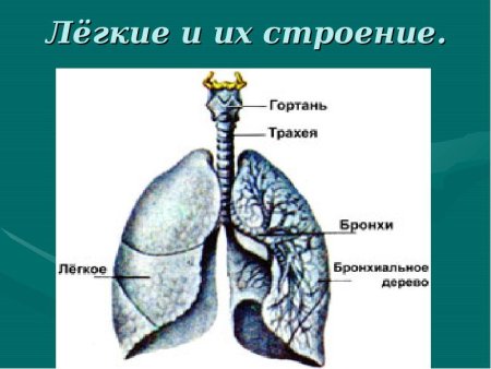Бронхи анатомия