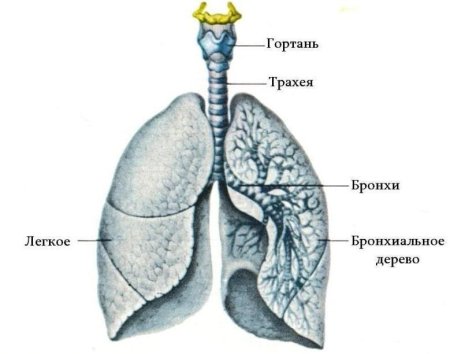 Строение органов дыхания бронхи