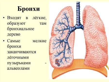 Строение легких сзади и спереди