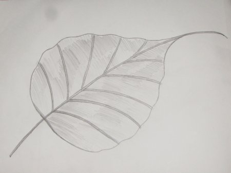 Поэтапный рисунок листа клена