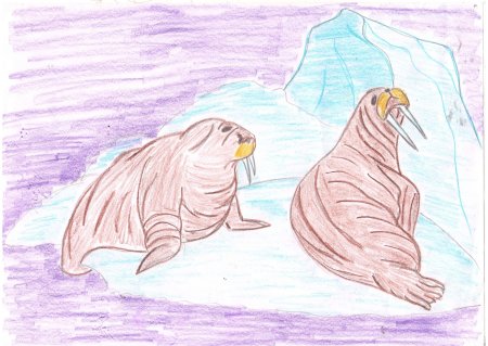 Арктика рисунок