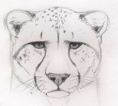 Рисунки животных