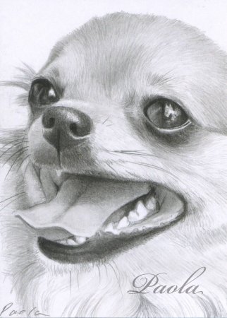 Щенок рисунок карандашом