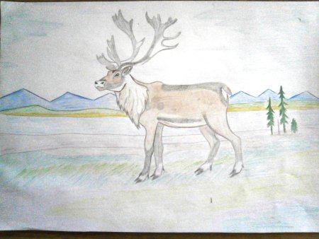 Рисование Северный олень
