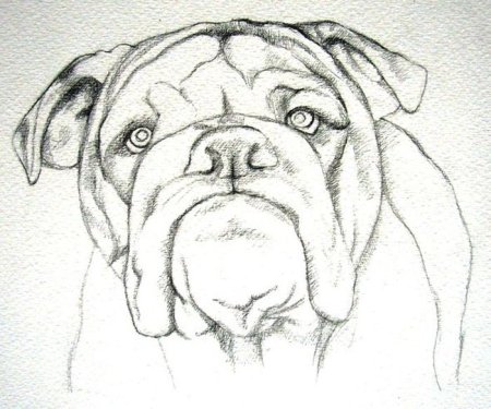 Рисунок собаки для срисовки