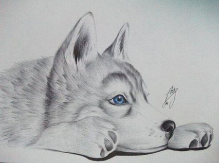 Хаски рисунок карандашом