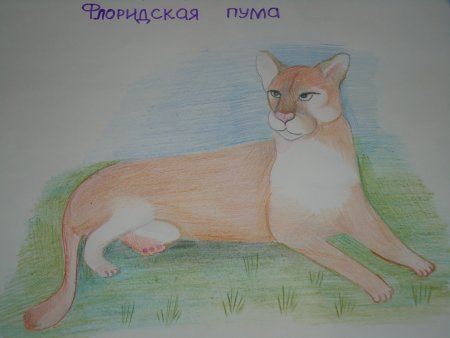 Флоридская Пума рисунок