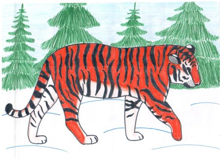Рисунок Амурского тигра