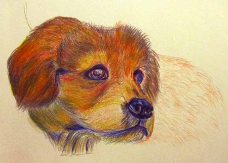 Рисуем пастелью животных