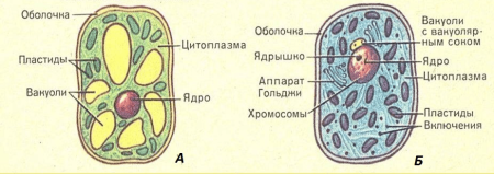 Строение клетки растения под микроскопом