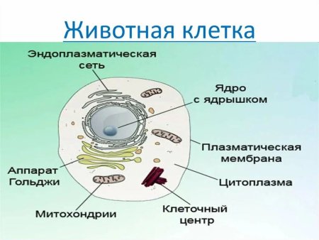 Схема строения животнойклетк