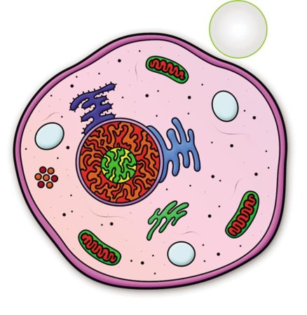 Растительная клетка раскраска