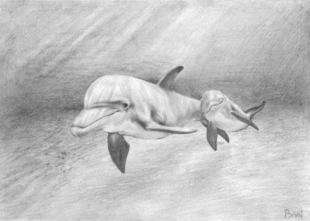 Дельфин карандашом