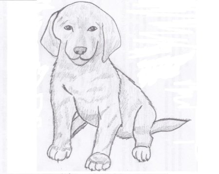 Собака рисунок карандашом