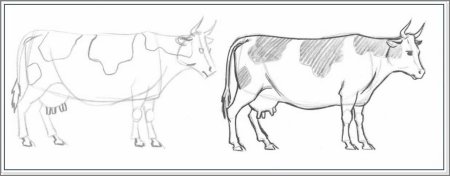 Поэтапное рисование коровы