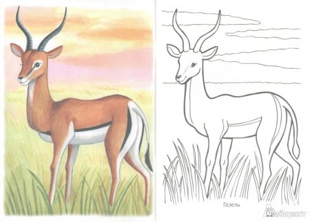 Рисунки животных красной книги