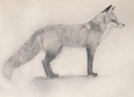 Анималистический Жанр карандашом