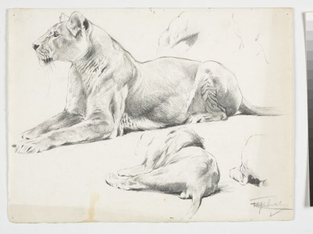 Наброски Василия Ватагина