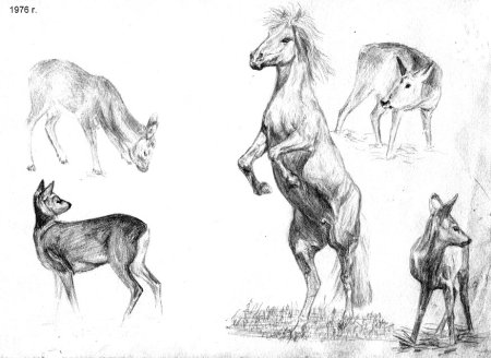 Животные в графике