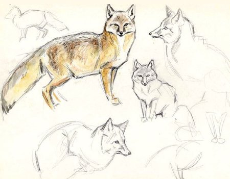 Анималистический Жанр рисунки легкие