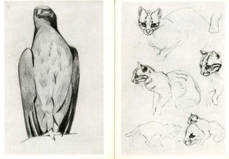 Анималистика Графика