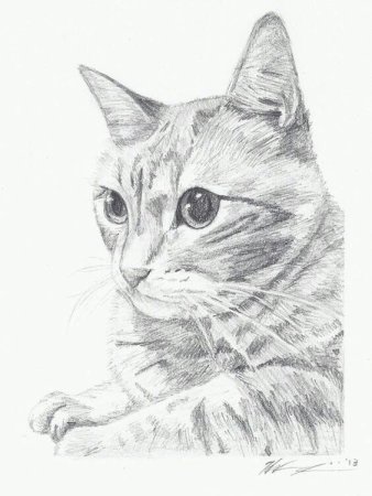 Красивый рисунок кошки карандашом