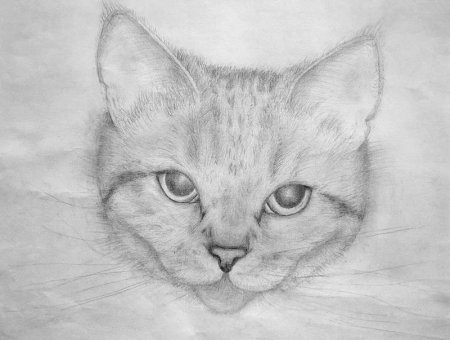 Котик рисунок карандашом