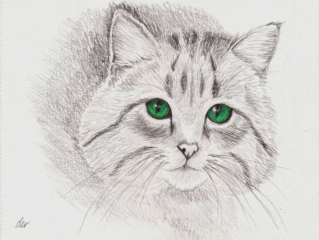 Котик карандашом