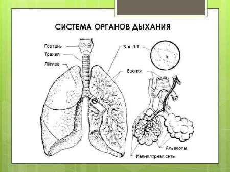 Строение органов дыхания животных