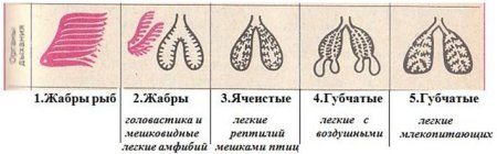 Эволюция дыхательной системы позвоночных животных