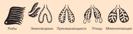 Строение дыхательной системы у позвоночных