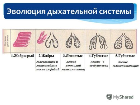 Дыхательная система Эволюция дыхательной системы