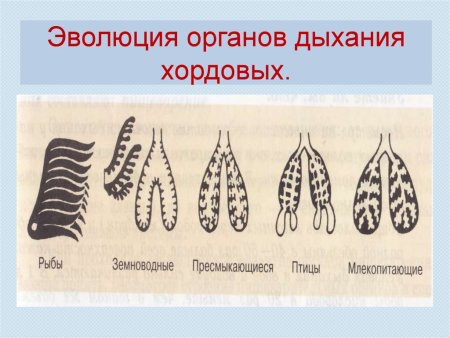 Эволюция систем органов позвоночных