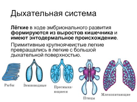 Эволюционные преобразования дыхательной системы млекопитающих