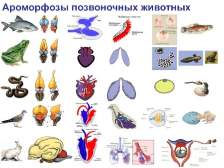 Эволюция дыхательной системы хордовых животных
