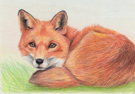 Животные рисунки