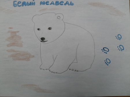 Животные из красной книги рисовать